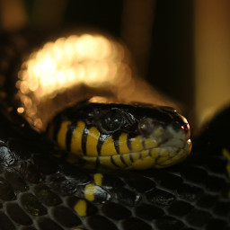 nature petsandanimals photography snake reptile