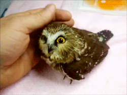 pix Baby Owl Alien Gif picsart