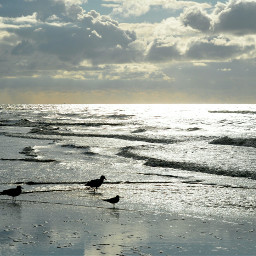 freetoedit sea nature seagull sunsetsilhouette
