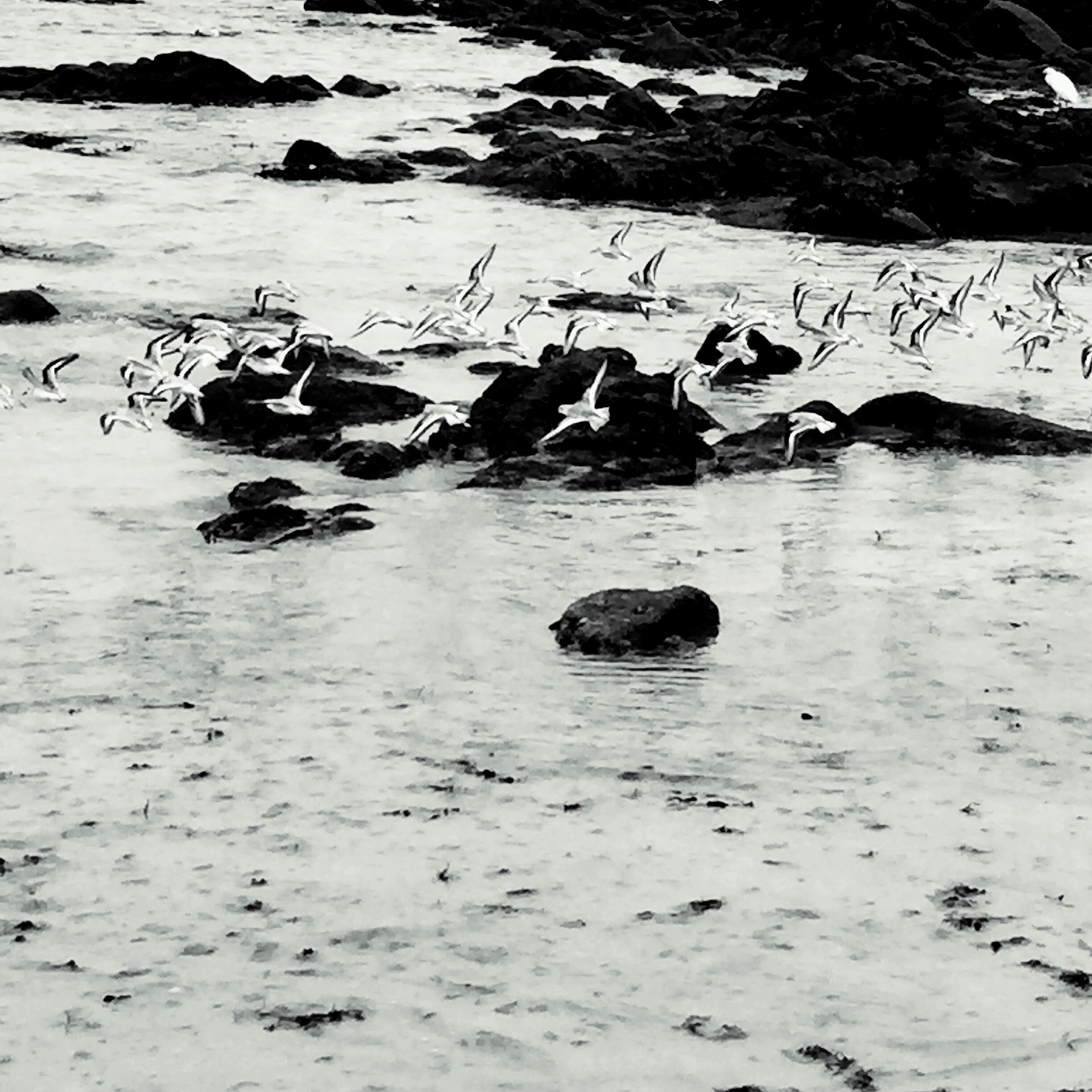 Beach Art France Plage Noiretblanc Oiseaux Photography